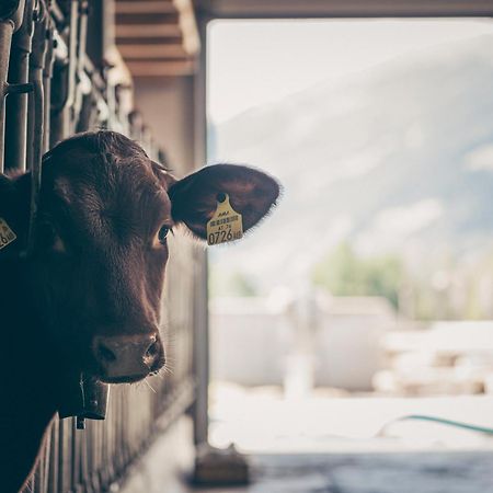 Kinderbauernhof Scharrerhof Hollersbach im Pinzgau Kültér fotó