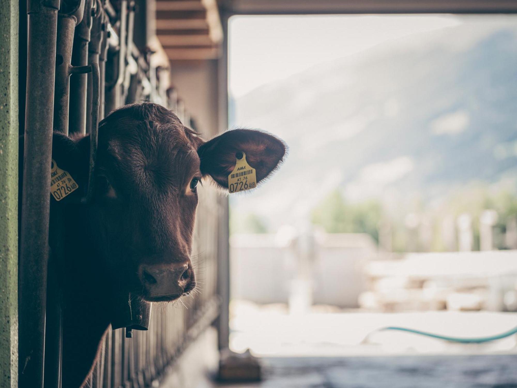 Kinderbauernhof Scharrerhof Hollersbach im Pinzgau Kültér fotó